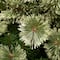 7.5ft. Unlit Artificial Arcadia Pine Cashmere Slim Christmas Hinged Tree